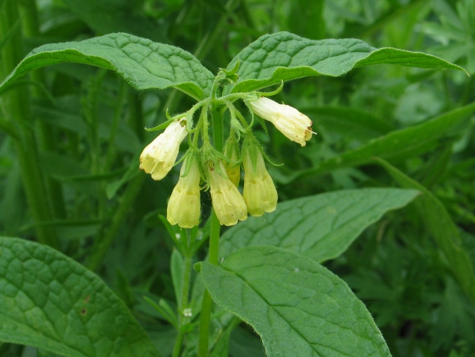 Symphytum tuberosum