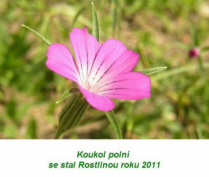 Anketa Rostlina roku 2011