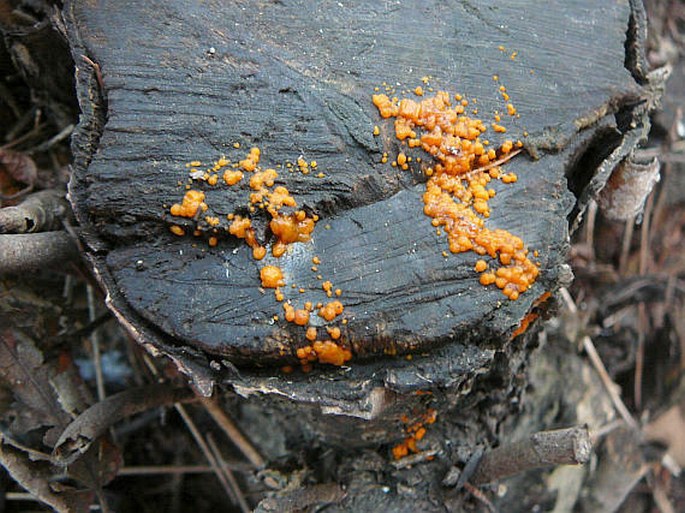 Dacrymyces stillatus