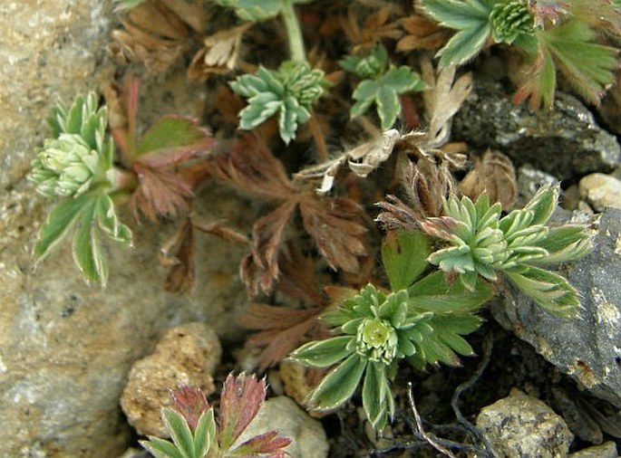 LACHEMILLA STANDLEYI (L. M. Perry) Rothm.