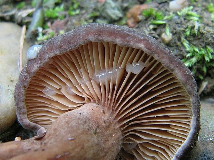 Lactarius serifluus