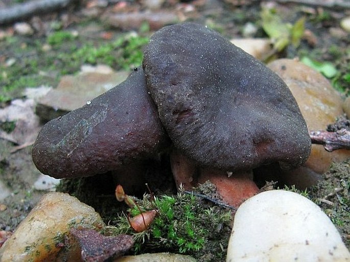 Lactarius serifluus