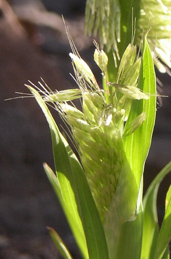 Lamarckia aurea