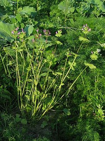 Lamium amplexicaule