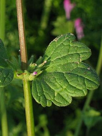 Lamium amplexicaule