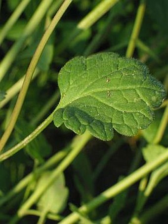 Lamium amplexicaule