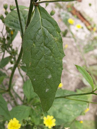 Lapsana communis