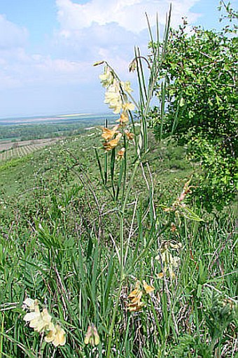 Lathyrus pannonicus subsp. collinus