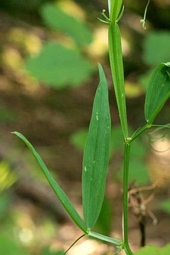 Lathyrus sylvestris