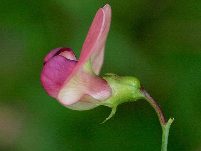 Lathyrus sylvestris