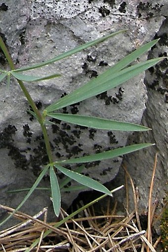 Lathyrus digitatus