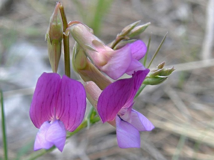 Lathyrus digitatus