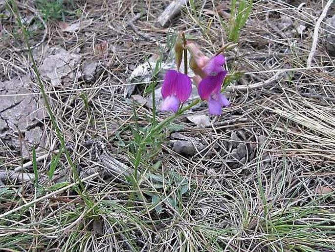 Lathyrus digitatus