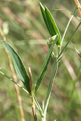 Lathyrus hirsutus