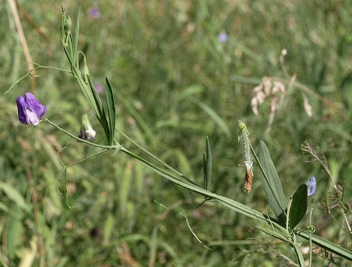 Lathyrus hirsutus