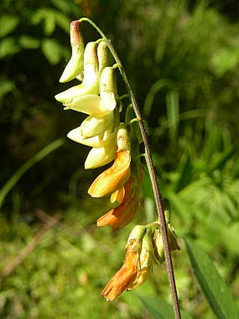 Lathyrus laevigatus