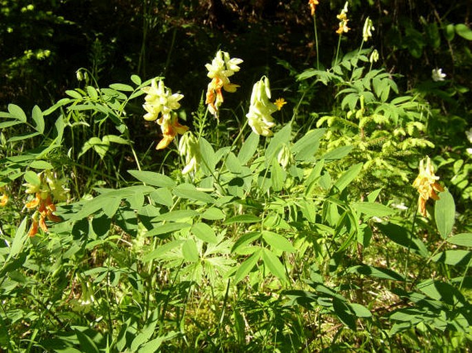 Lathyrus laevigatus