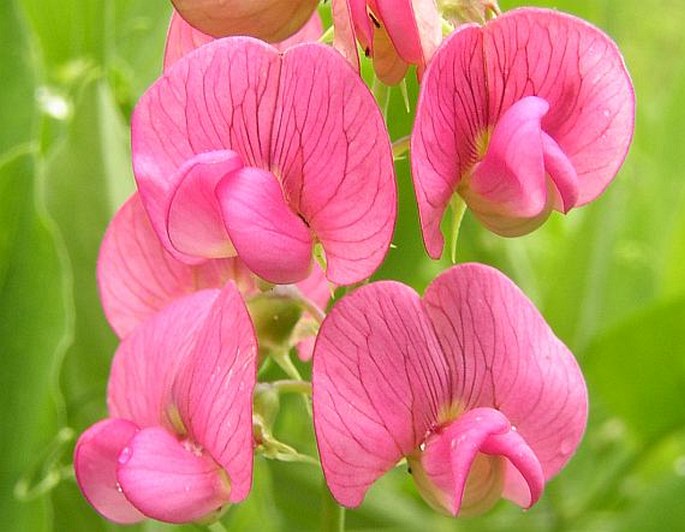 LATHYRUS LATIFOLIUS L.  -  hrachor širolistý / hrachor širokolistý