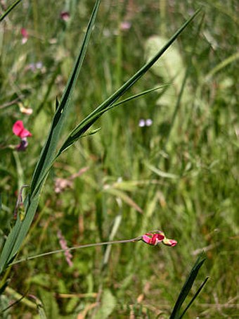 Lathyrus nissolia