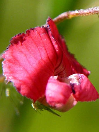 Lathyrus nissolia