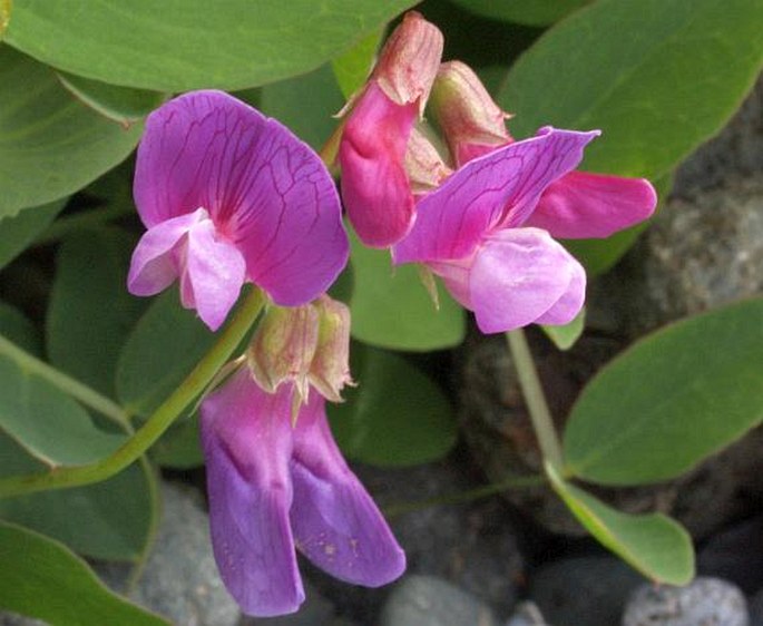 Lathyrus japonicus