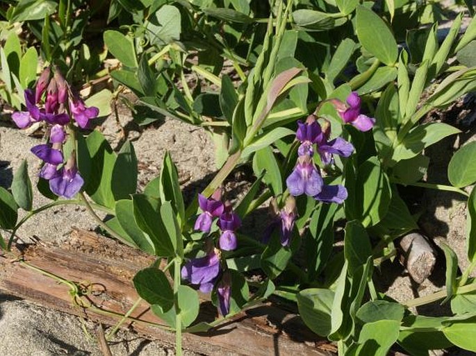 Lathyrus japonicus