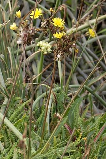 Launaea picridioides