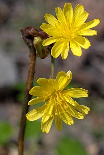 Launaea picridioides