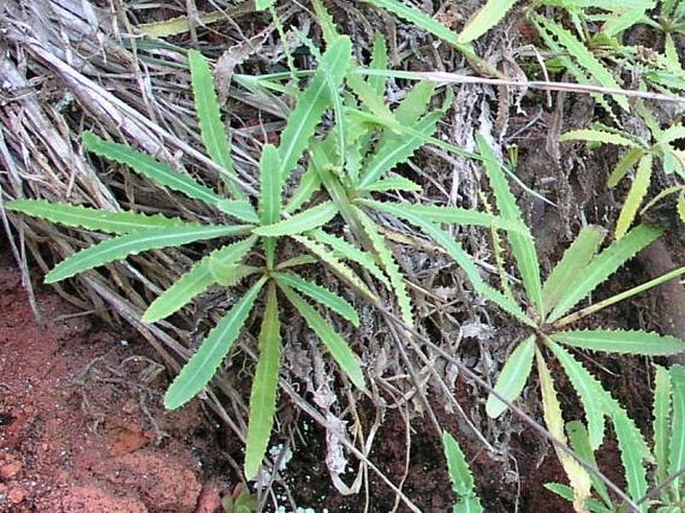 Launaea picridioides