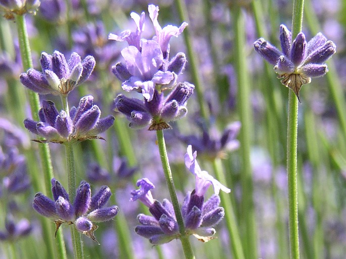 Lavandula angustifolia