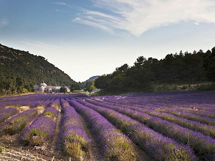 Lavandula angustifolia