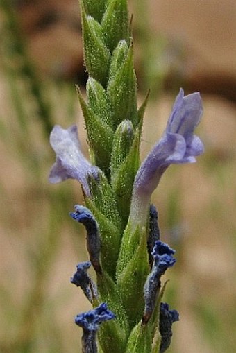 Lavandula pubescens