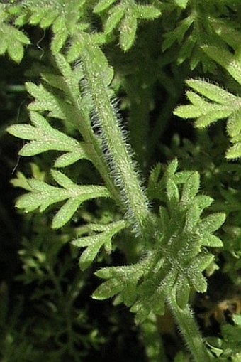 Lavandula pubescens