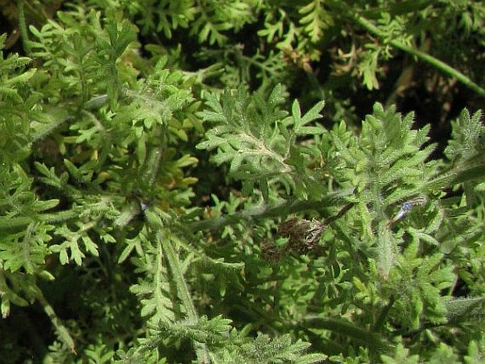 Lavandula pubescens