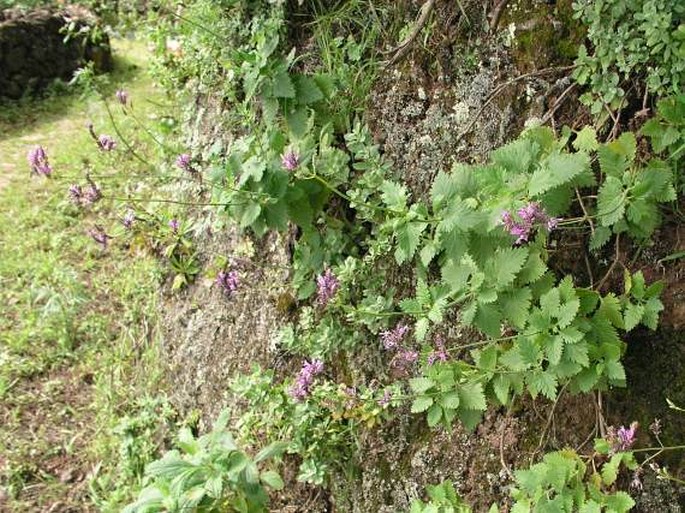 Lavandula rotundifolia