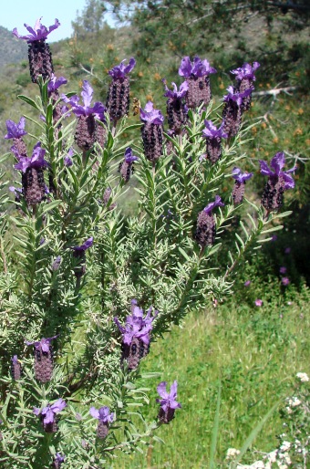 Lavandula stoechas