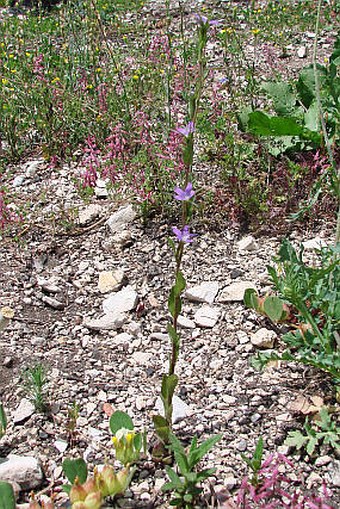 Legousia falcata