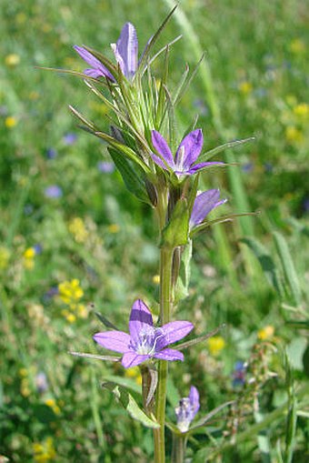 Legousia falcata