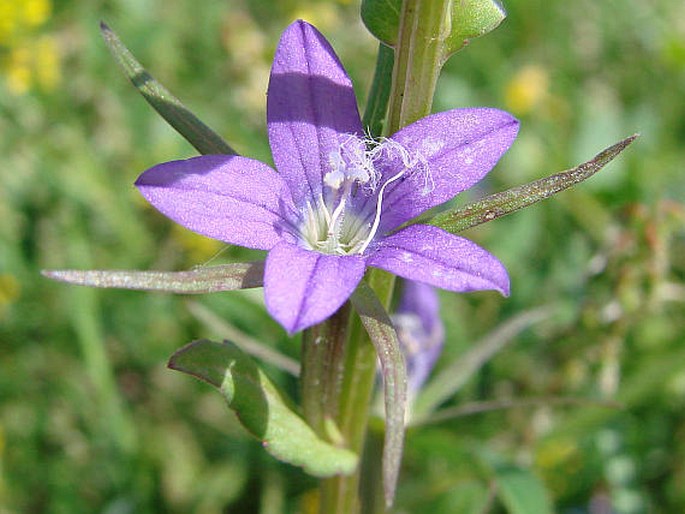 Legousia falcata