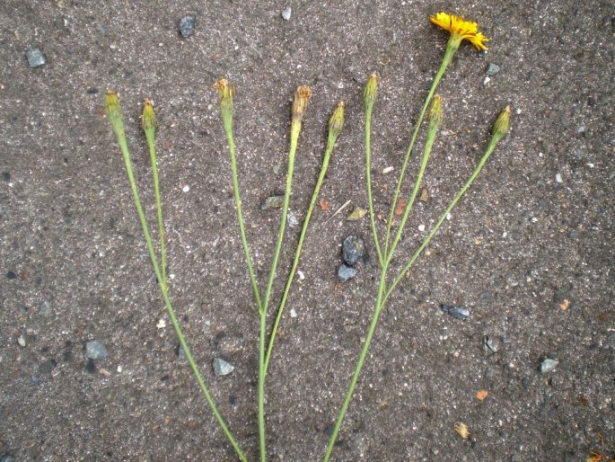 Scorzoneroides autumnalis