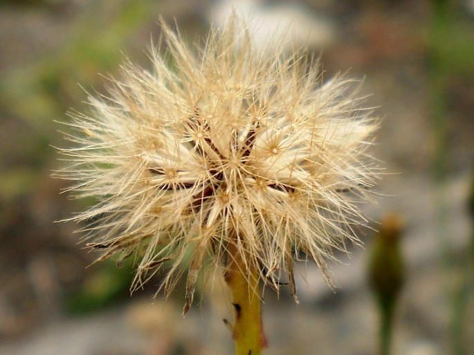 Scorzoneroides autumnalis