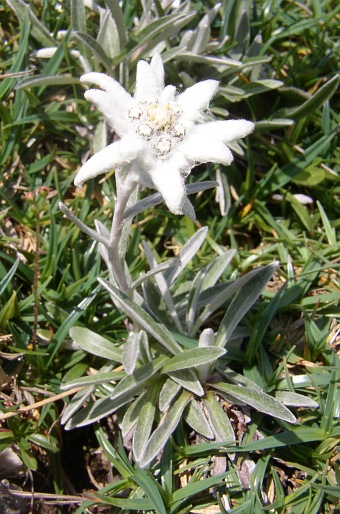 Leontopodium alpinum