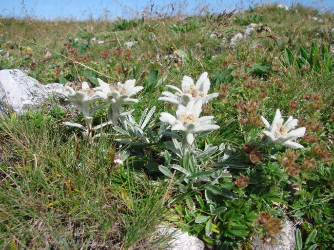 Leontopodium alpinum