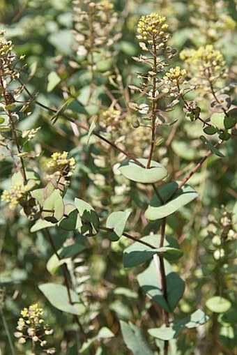 Lepidium perfoliatum