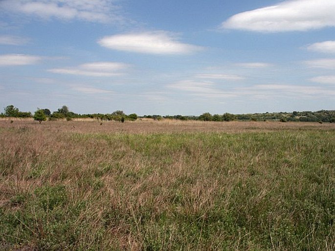 Lepidium perfoliatum