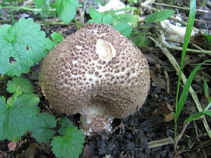 Lepiota aspera