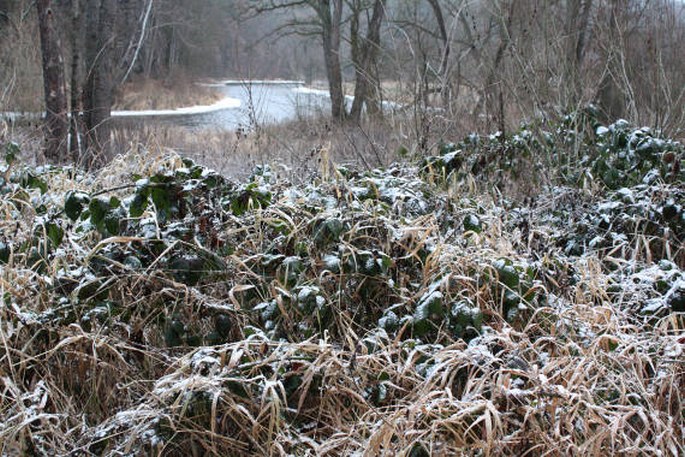 Rubus clusii