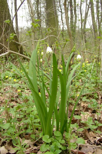 Leucojum aestivum