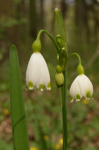 Leucojum aestivum