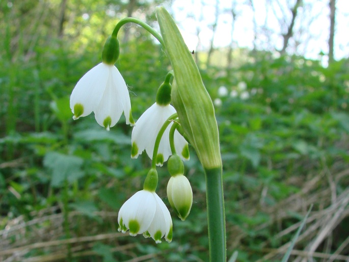 Leucojum aestivum